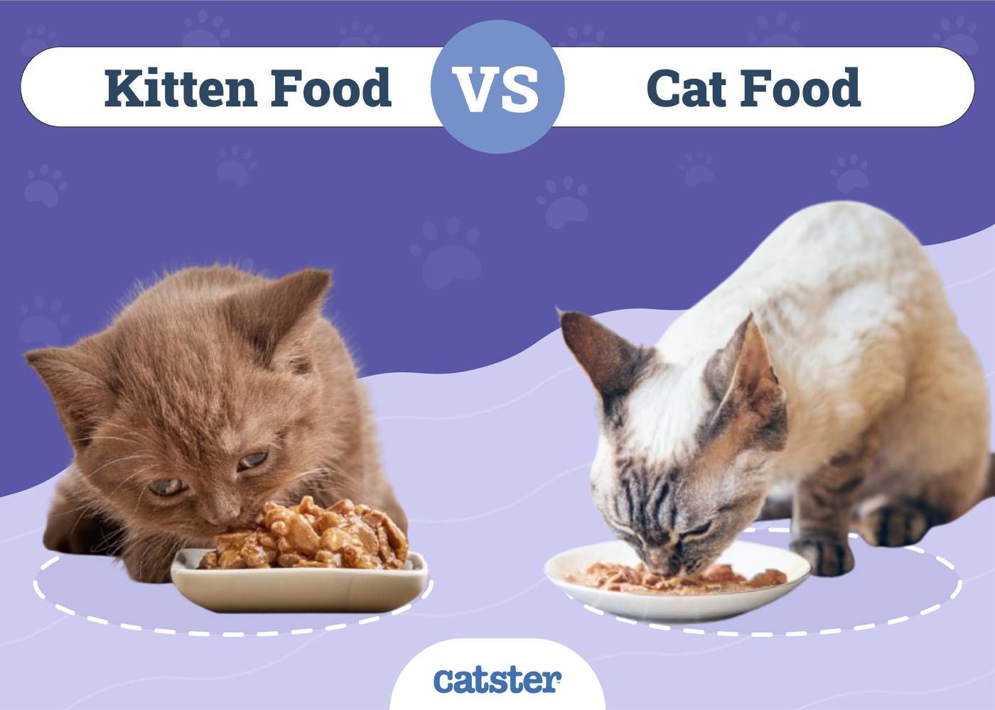 Kitten Food vs Cat Food: What's the Difference? Vet-Reviewed Facts