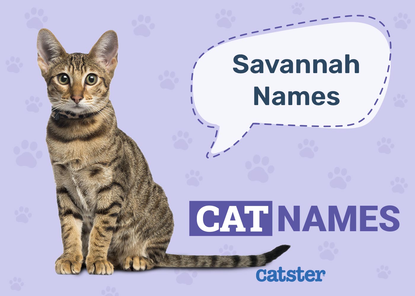 500+ Savannah Cat Names: Great Ideas for Your Exotic Cat