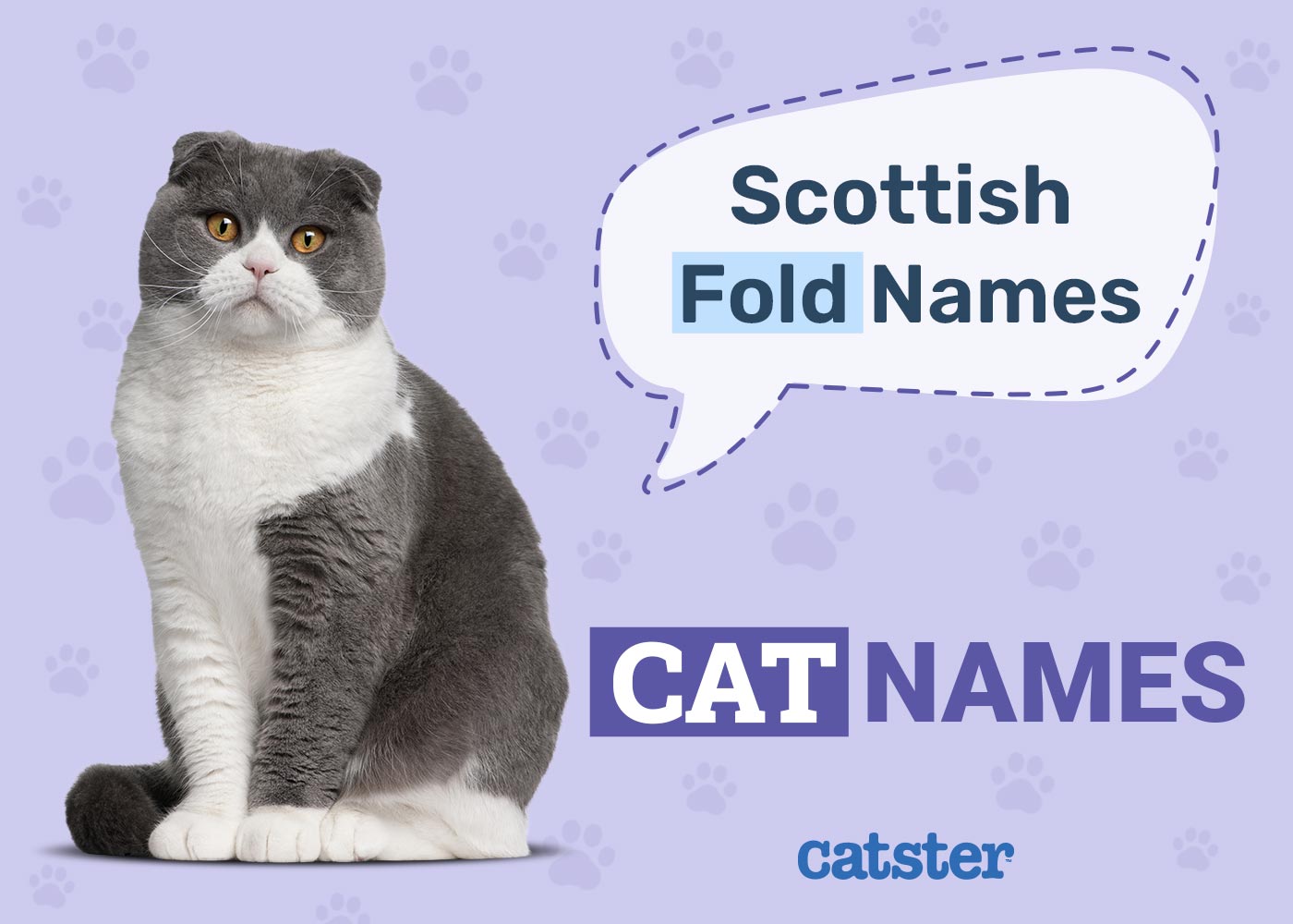 230 Adorable Scottish Fold Cat Names: Meaningful Ideas for Your Kitty