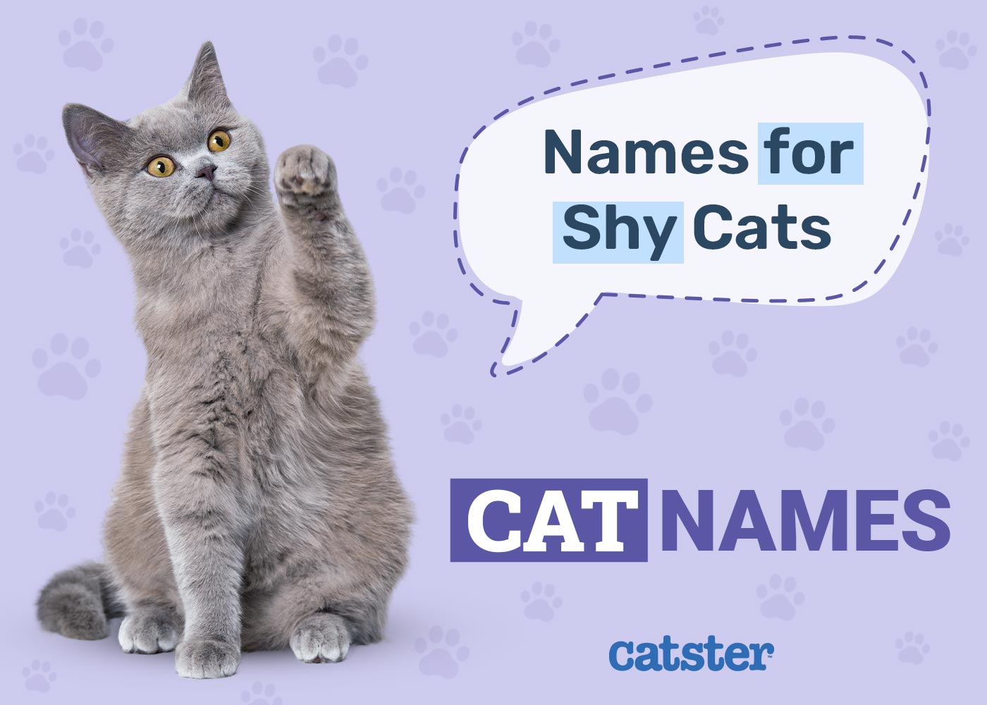 100+ Shy Cat Names: Ideas for Sweet & Timid Cats