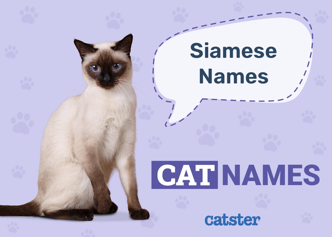 210+ Siamese Cat Names: Ideas for Sassy Felines
