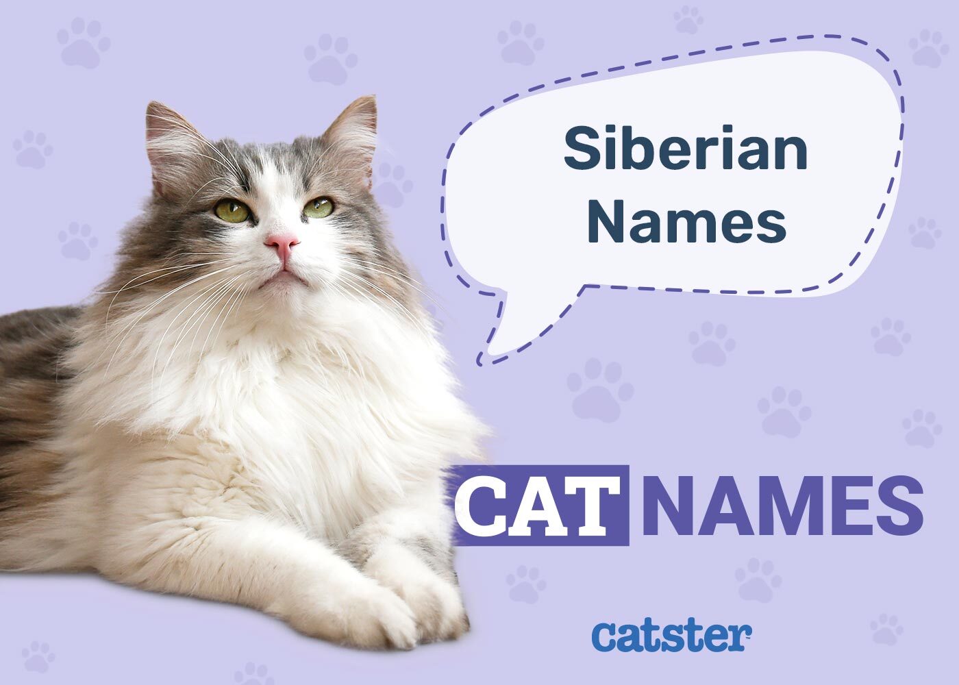 250+ Siberian Cat Names: Ideas for Your Northern Kitty