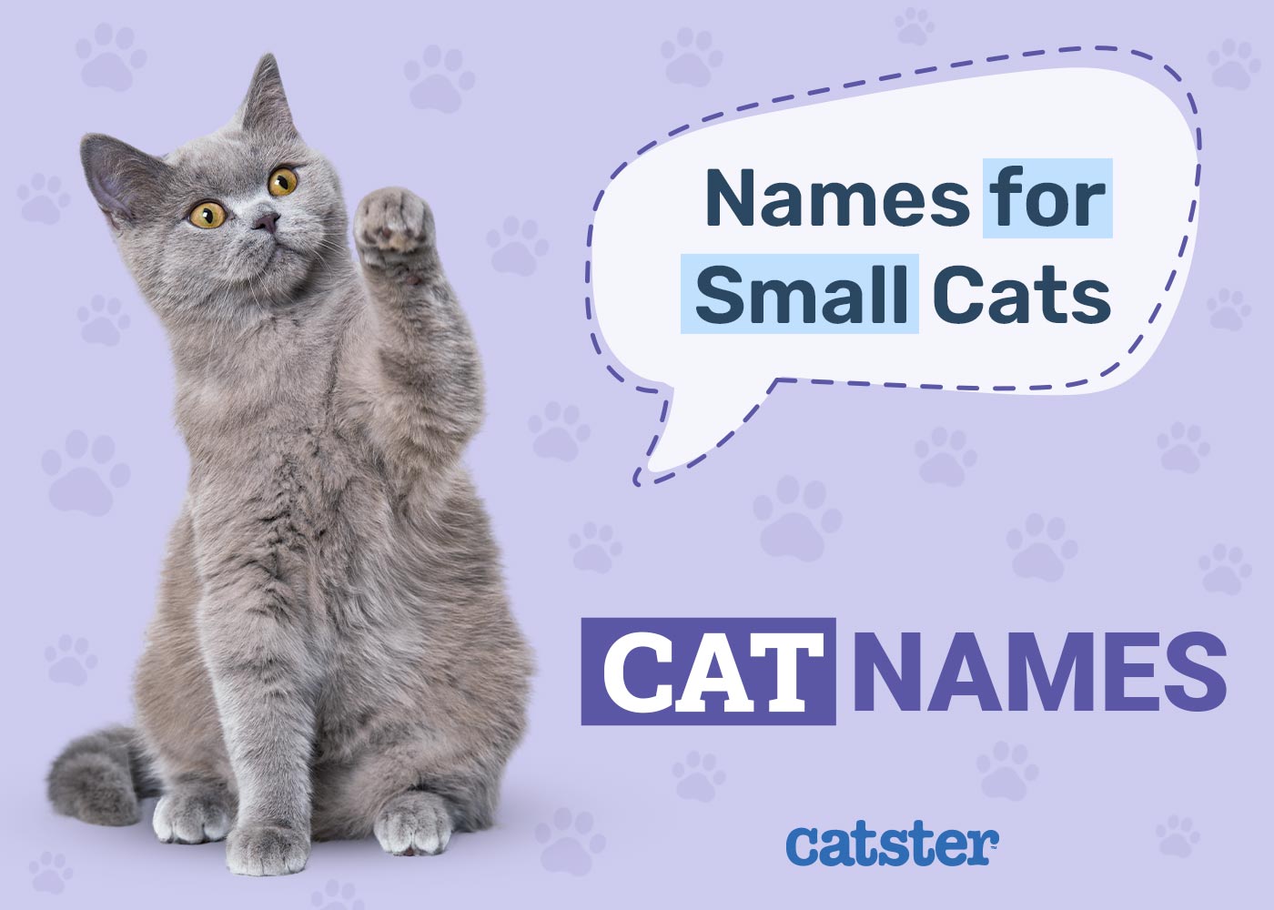 300+ Small Cat Names: Options For Your Tiny Cat