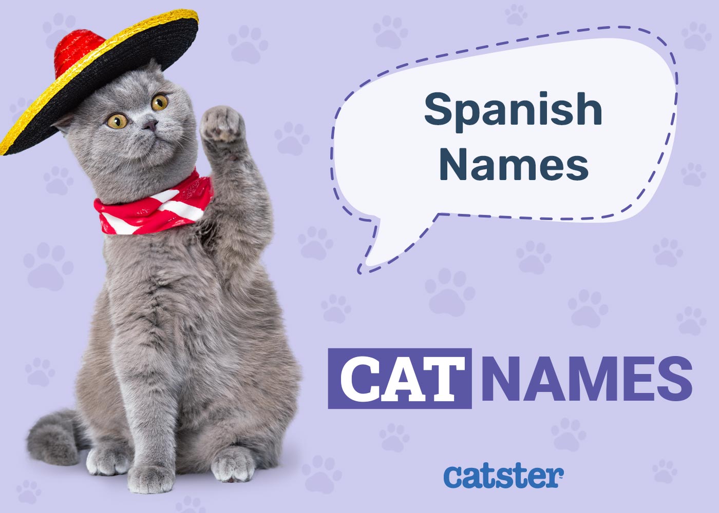 100+ Spanish Cat Names: Ideas for Vibrant and Outgoing Cats
