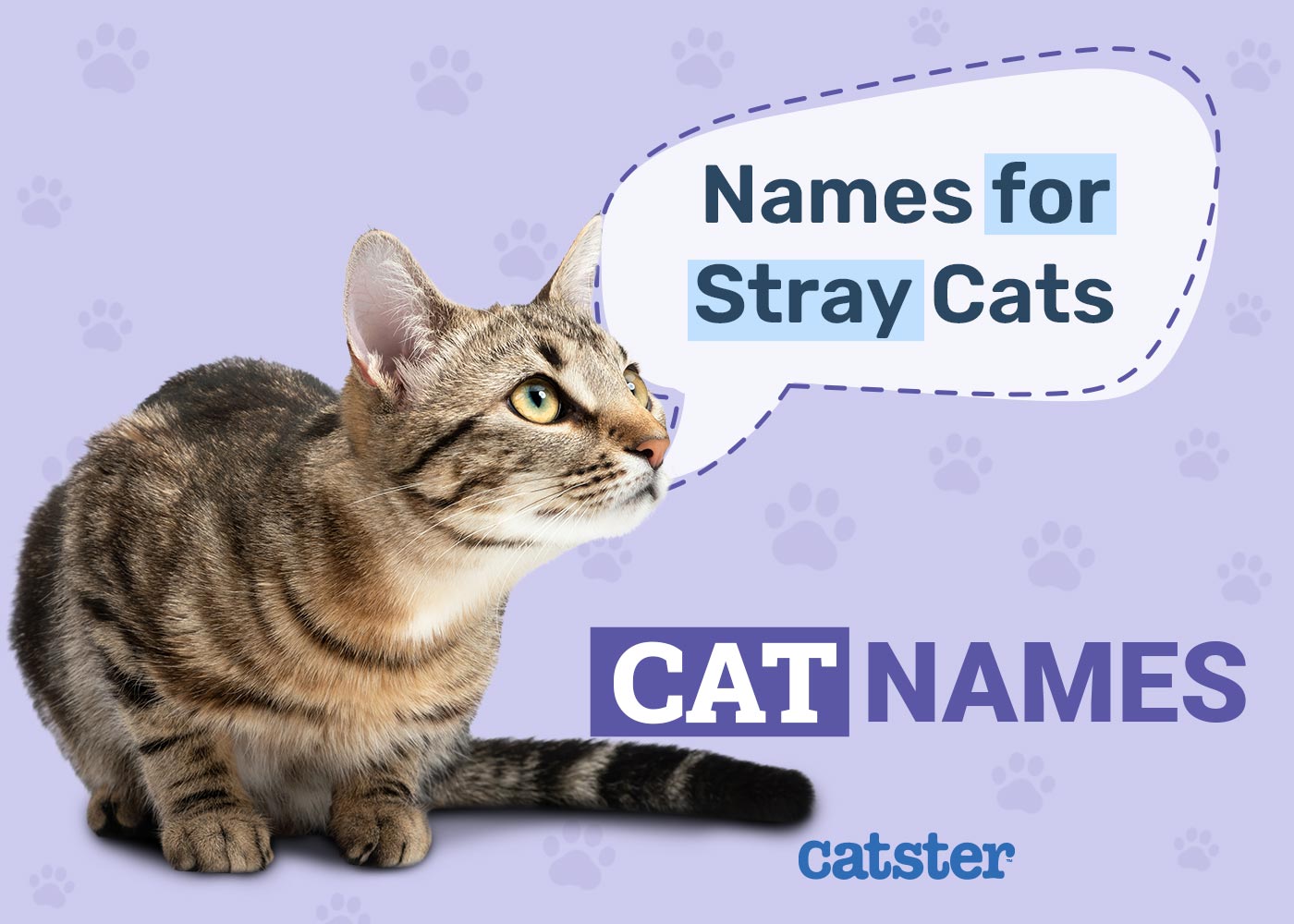 190 Stray Cat Names: Unique Options for Your New Friend