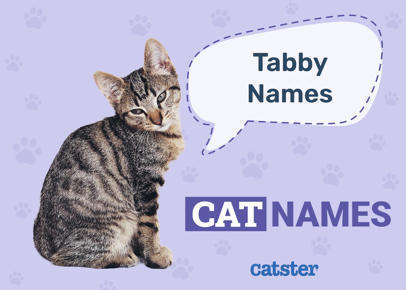 235 Tabby Cat Names for Felines With Swirls, Stripes & Spots