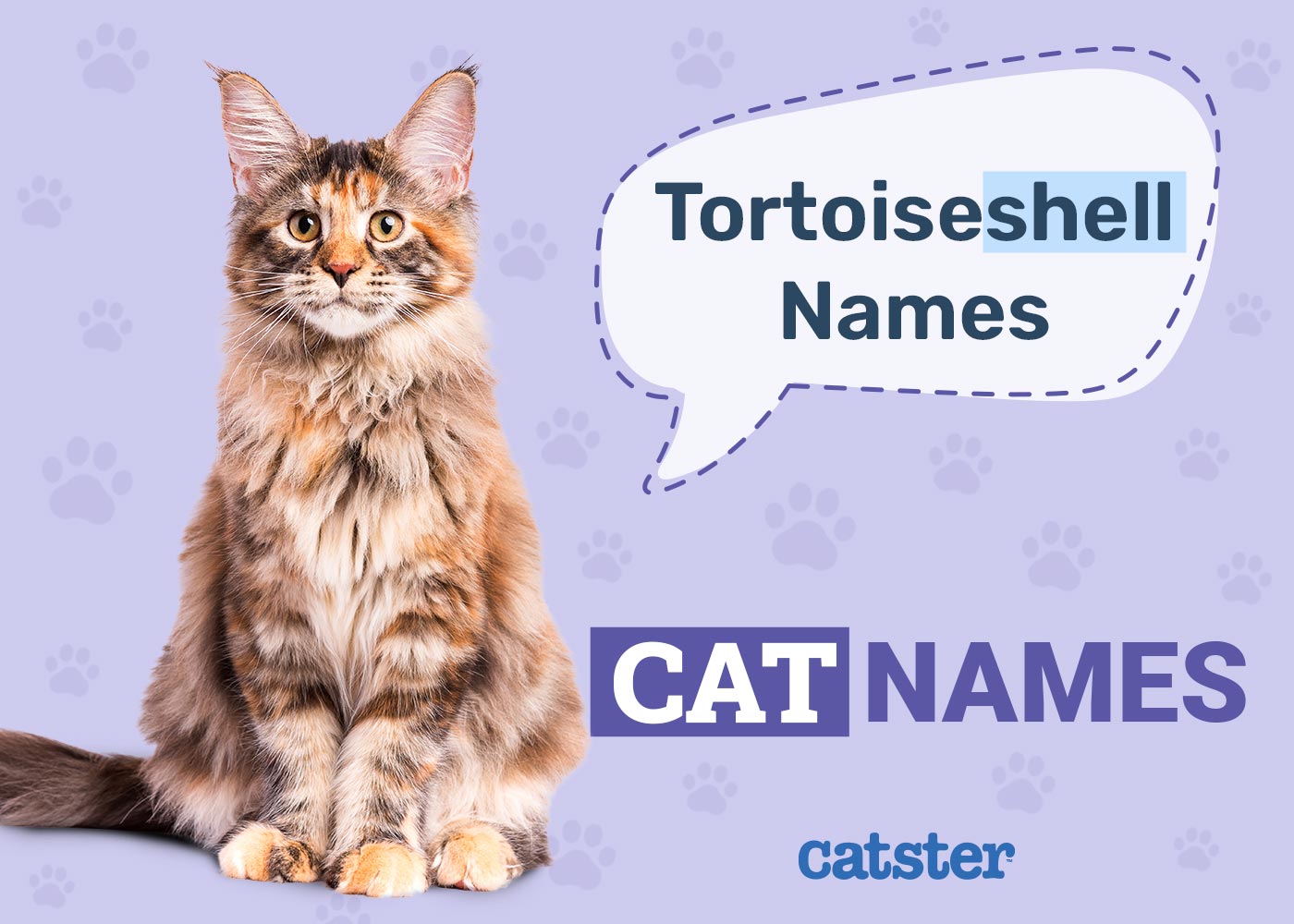100+ Tortoiseshell Cat Names: Great Ideas For Your Cute Cat