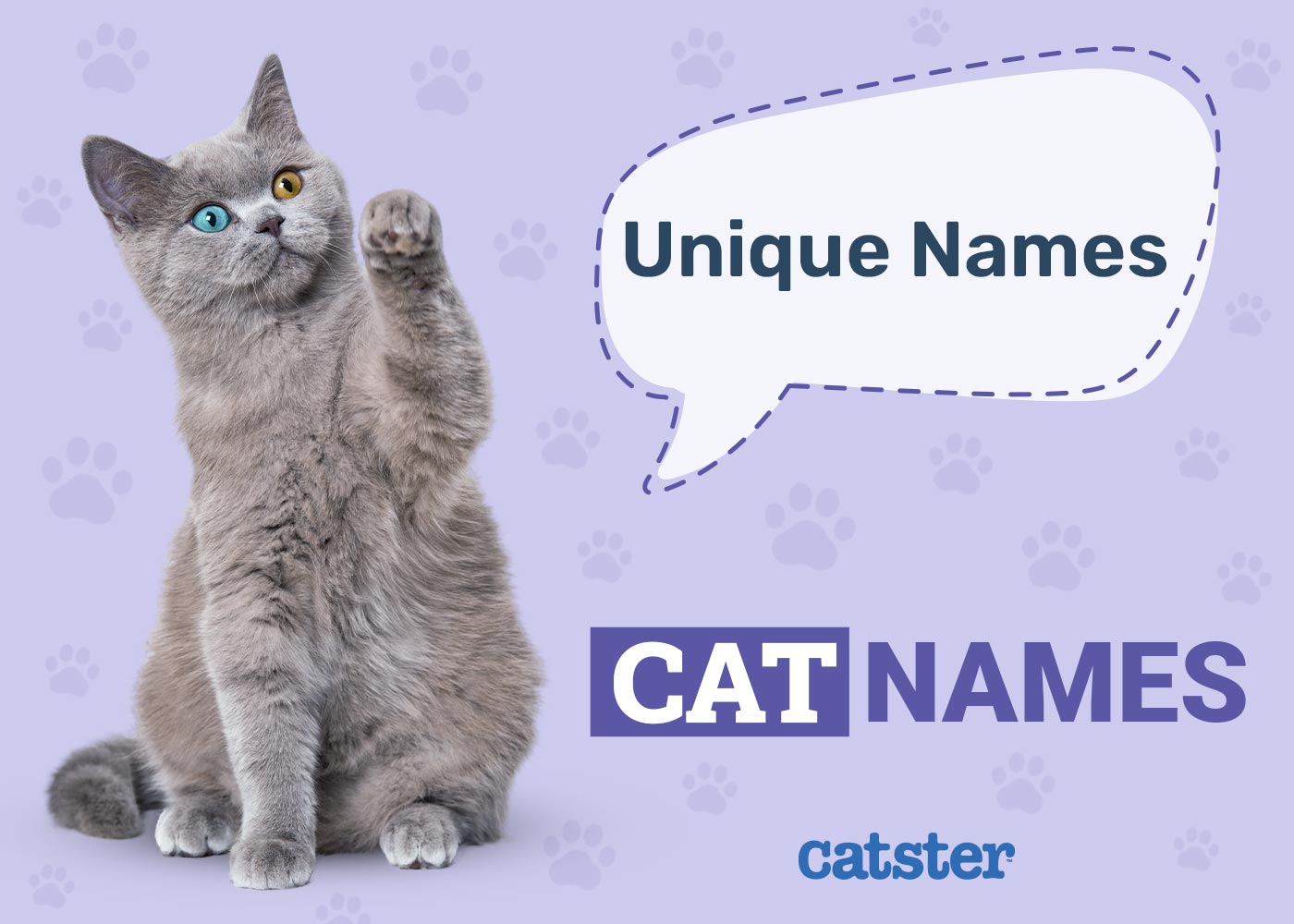 100+ Unique Cat Names: Ideas for Rare & Eclectic Kitties