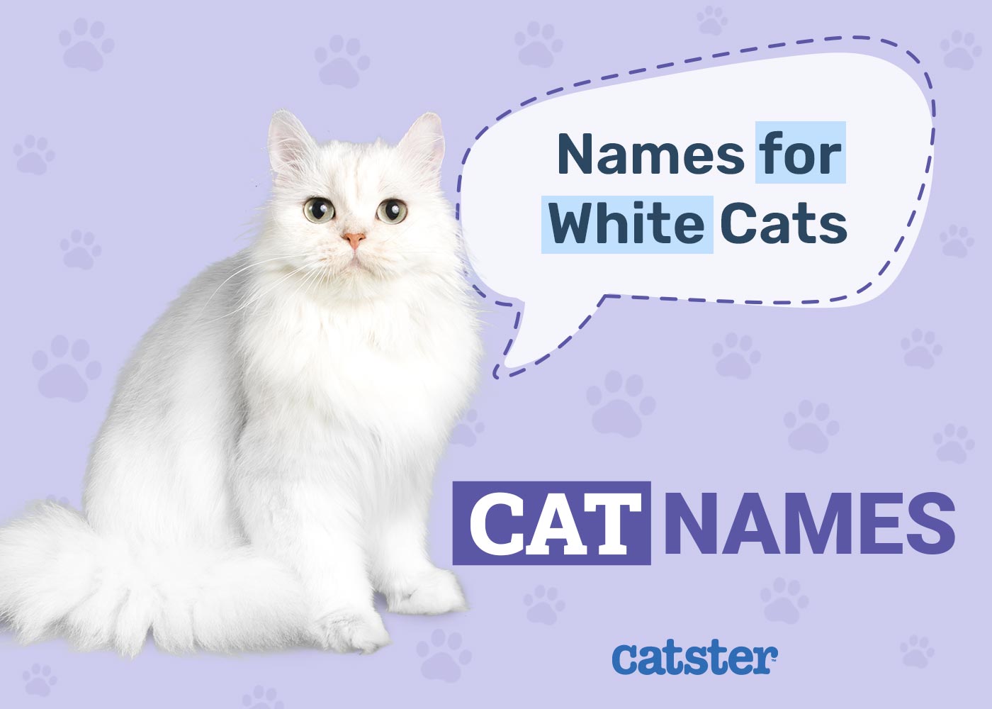 195+ White Cat Names: Great Ideas for Your Pristine Cat