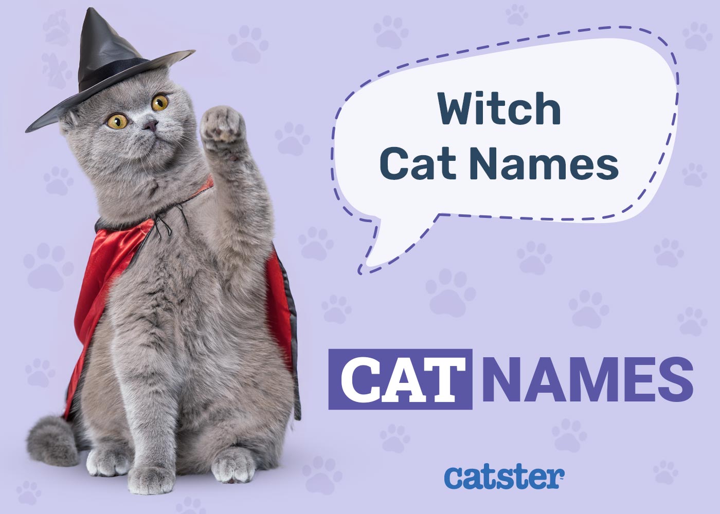 200+ Witch Cat Names: Great Ideas for Your Wiccan Cat