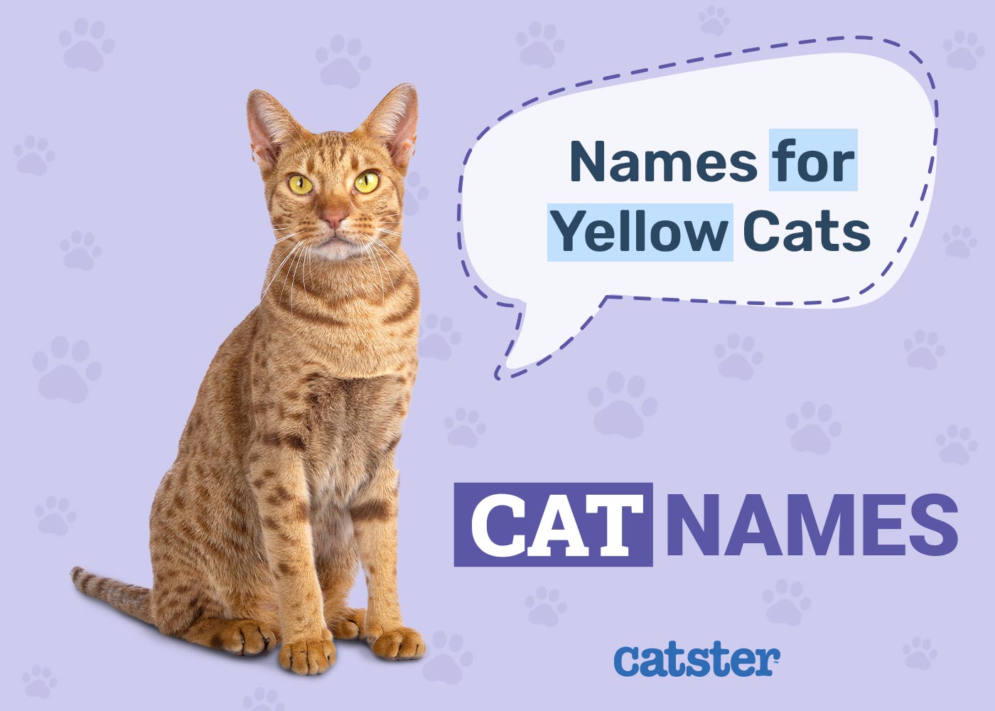 200+ Yellow Cat Names: Great Names for Your Sunny Cat