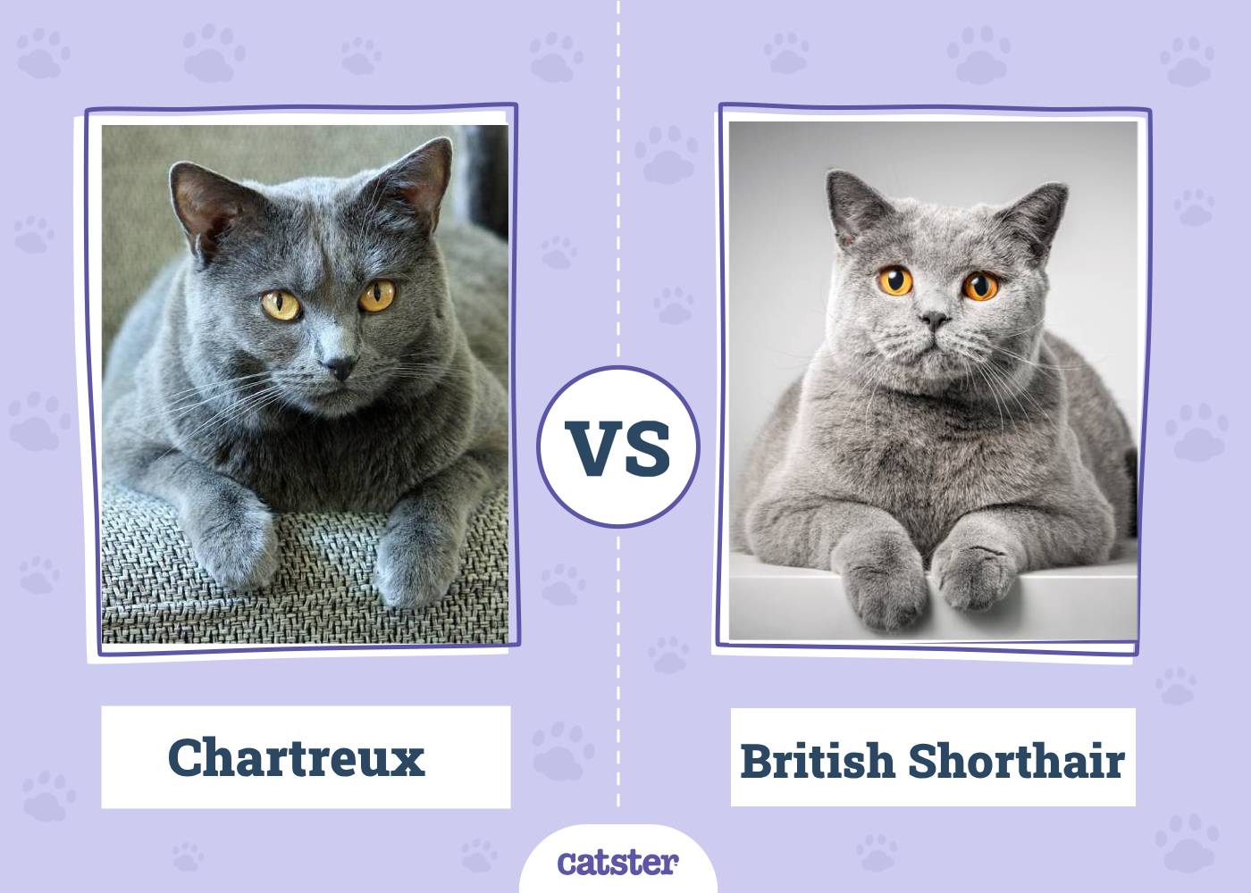 Chartreux vs. British Shorthair: The Differences (With Info & Pictures)