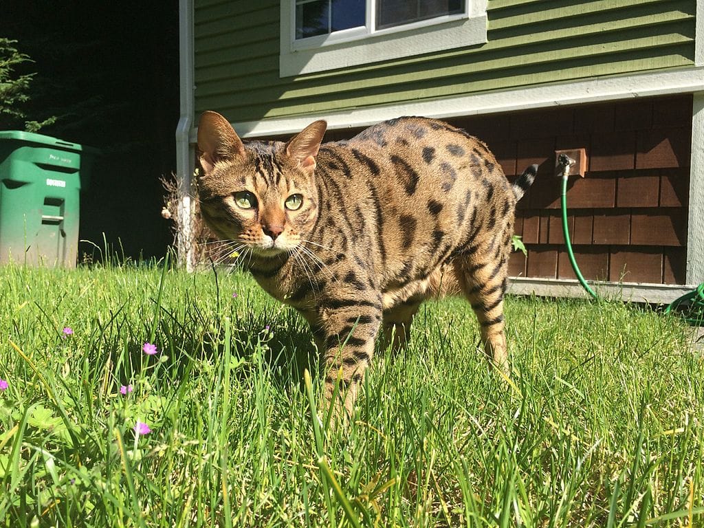 Cheetoh Cat Breed: Info, Pictures, Temperament & More