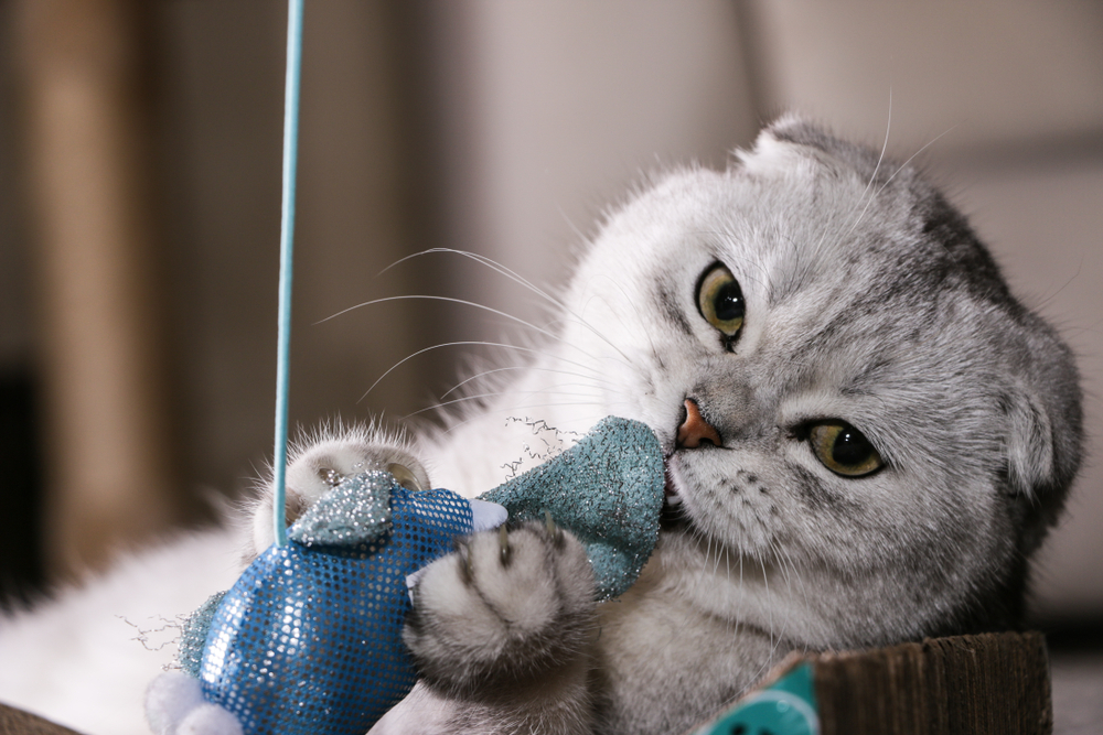 Chinchilla Silver&nbsp;Scottish Fold