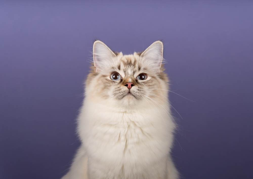 Chocolate point Ragdoll cat