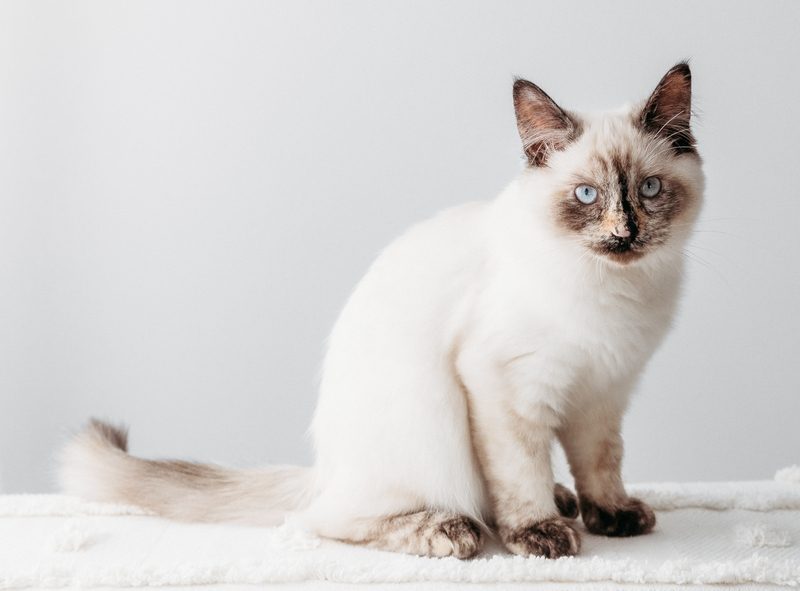 Chocolate tortie point Ragdoll cat
