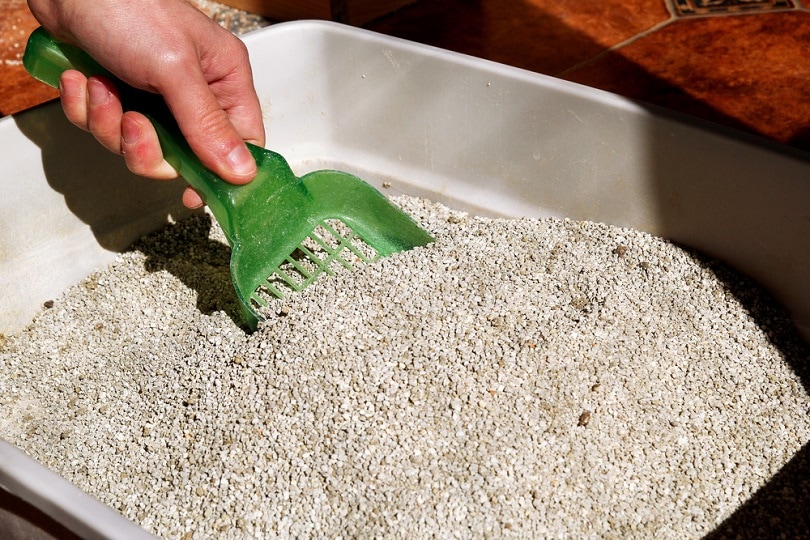 Can You Compost Cat Litter? Vet Approved Facts & Tips