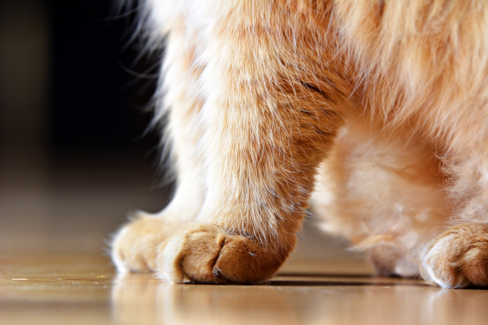 Why Your First Cat Shouldn't Be One of These Breeds