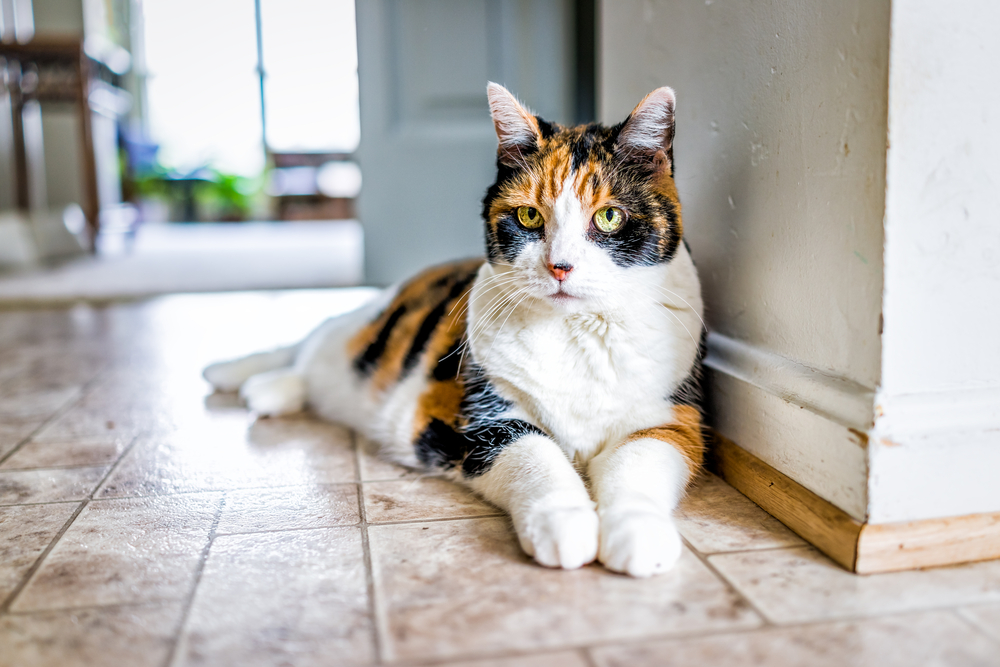 At What Age Is a Cat Considered a Senior? Our Vet Answers & Provides Care Tips