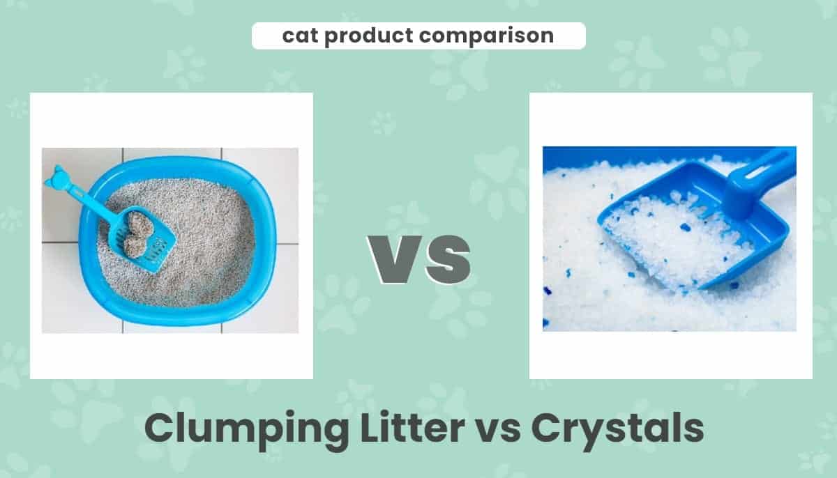 Clumping Litter vs Crystals: Which One Is Better? Our 2026 Comparison