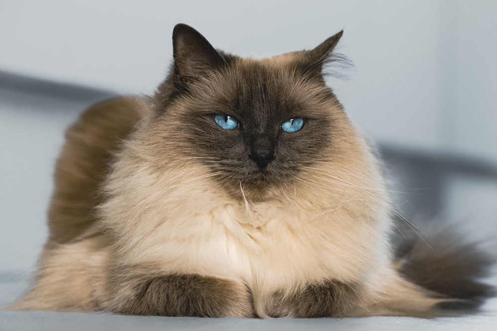 Colorpoint pattern Ragdoll cat