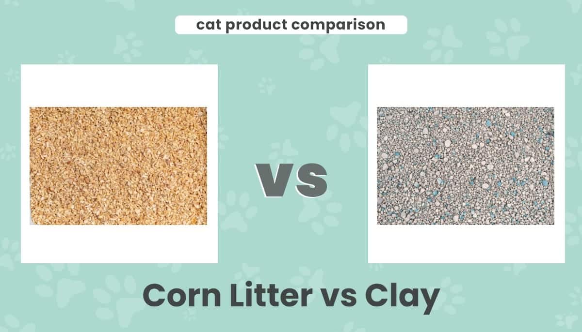 Corn Litter vs Clay: Our 2026 Comparison, Pros & Cons