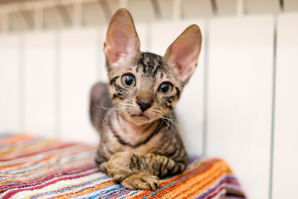Do Cornish Rex Cats Shed a Lot? Vet-Verified Facts & Grooming Tips