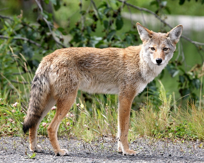 Will Coyotes Eat Cat Food? Vet-Approved Explanation & Safety Tips