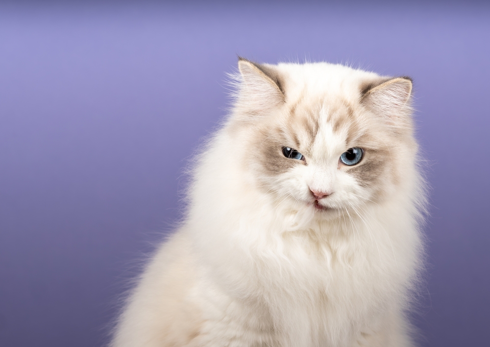 Cream lynx point Ragdoll cat