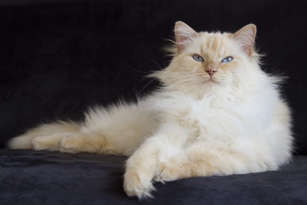 Cream point Ragdoll on black background