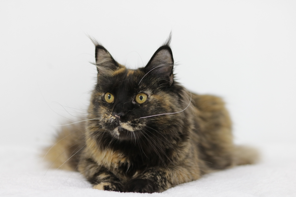 Cute Kittens Sweet Baby Cat Maine Coon Kitty Tortie