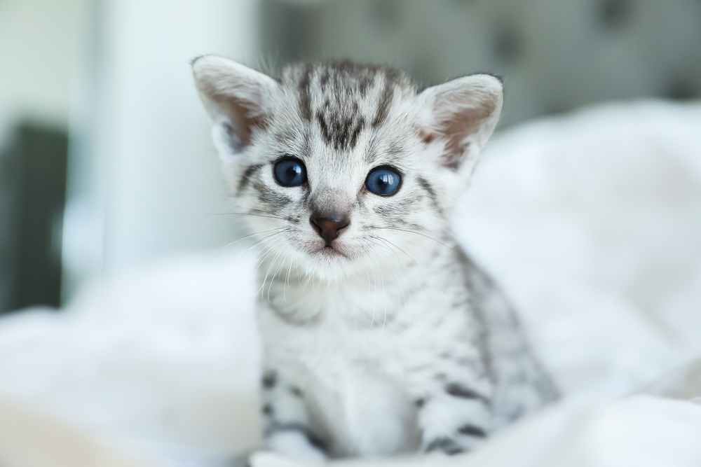 Why Are Cats So Cute? 6 Scientific Reasons We Love Them