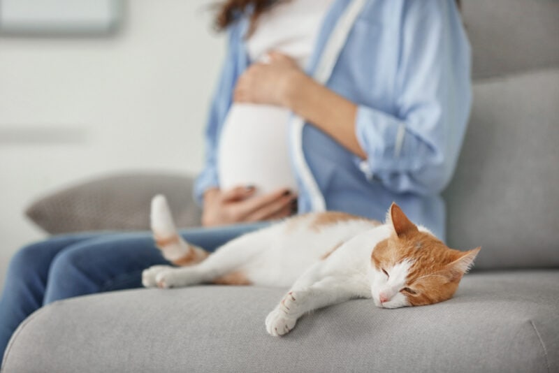 Can You Scoop Cat Litter When Pregnant? Concerns & 8 Safety Tips