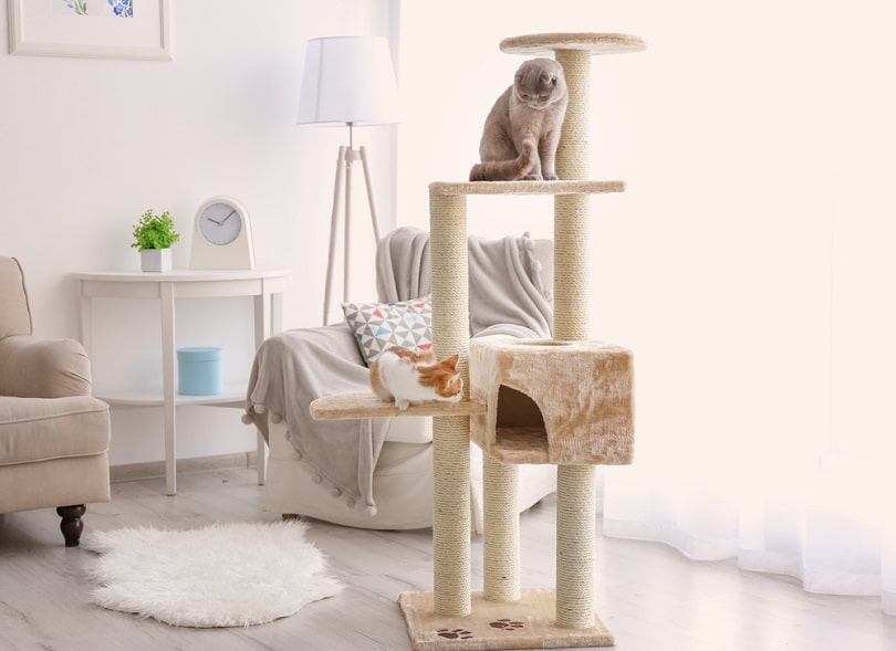 12 Best Cat Trees for Large Cats in 2026 - Reviews & Top Picks