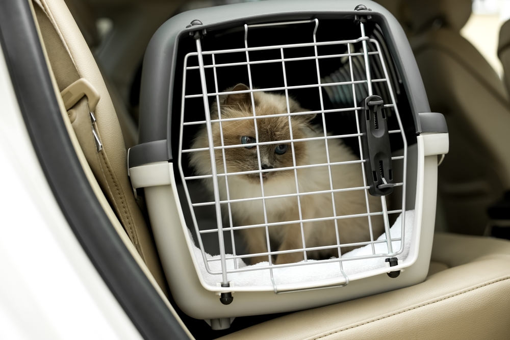 Does Amtrak Allow Cats? Train Pet Policy & Safety Tips