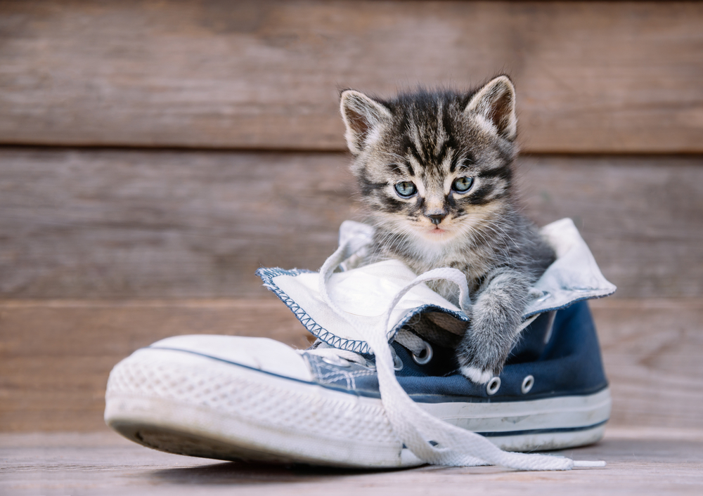 How to Get Cat Urine Smells & Stains Out of Shoes: 4 Simple Tips