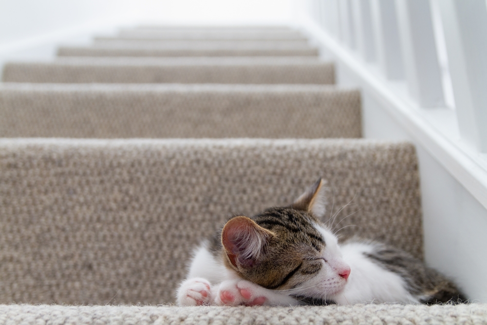 Can Kittens Climb Stairs? Early Development & Safety Info (Vet-Verified)