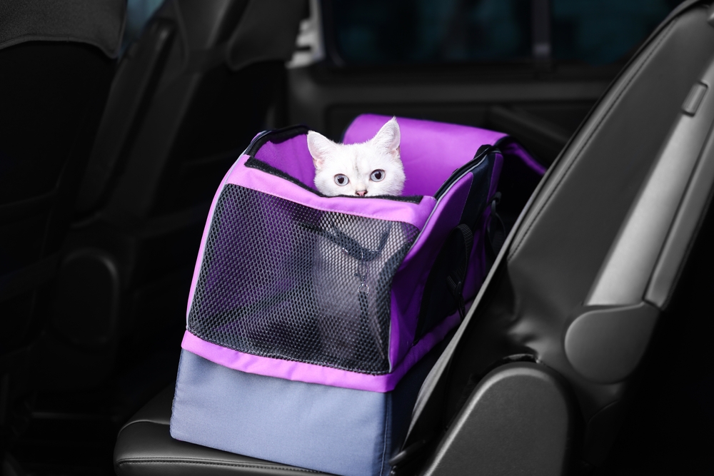 Ways to Calm Your Cat in the Car: 11 Vet-Reviewed Methods