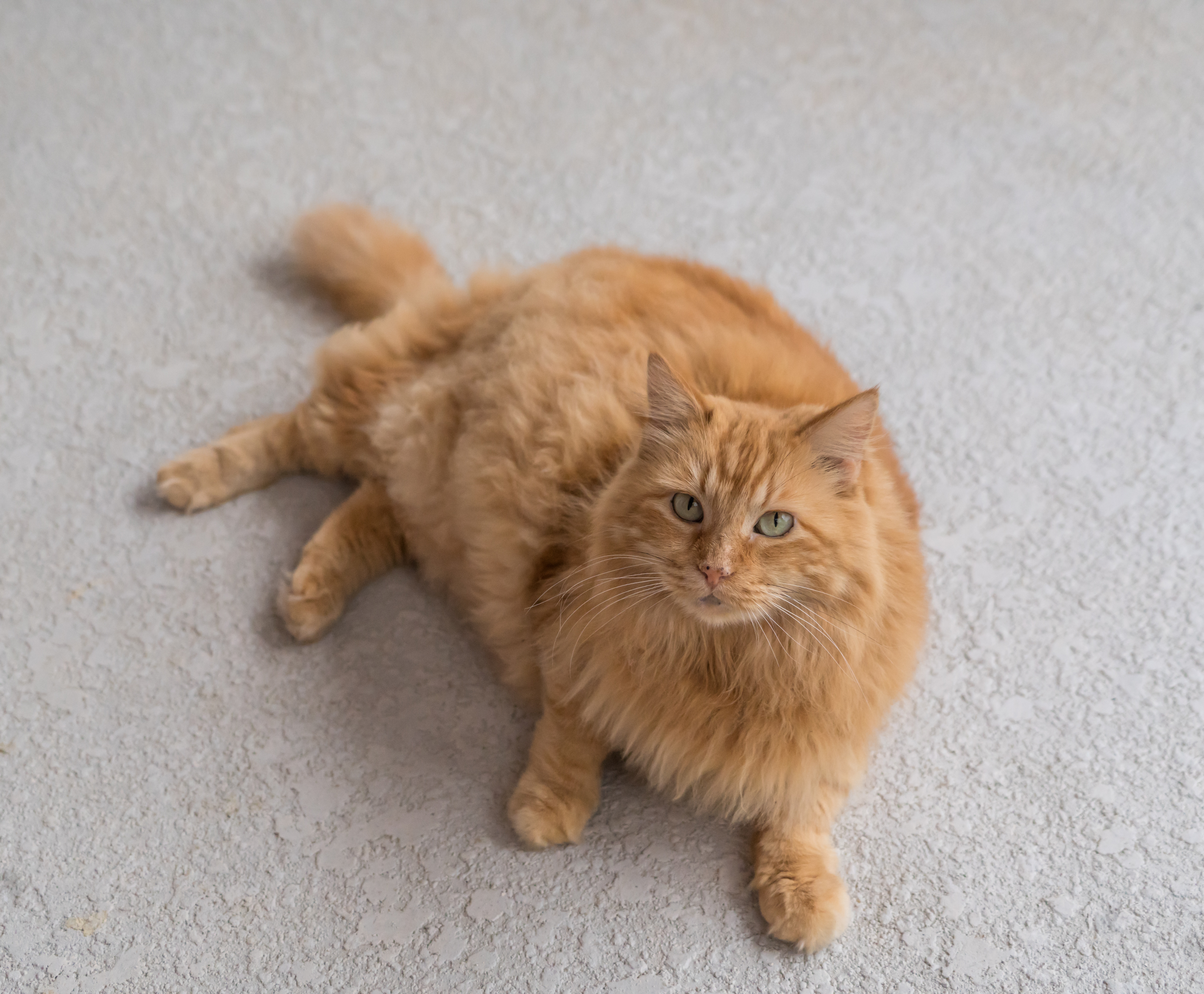 Cymric Cat Breed Info: Pictures, Traits & Facts