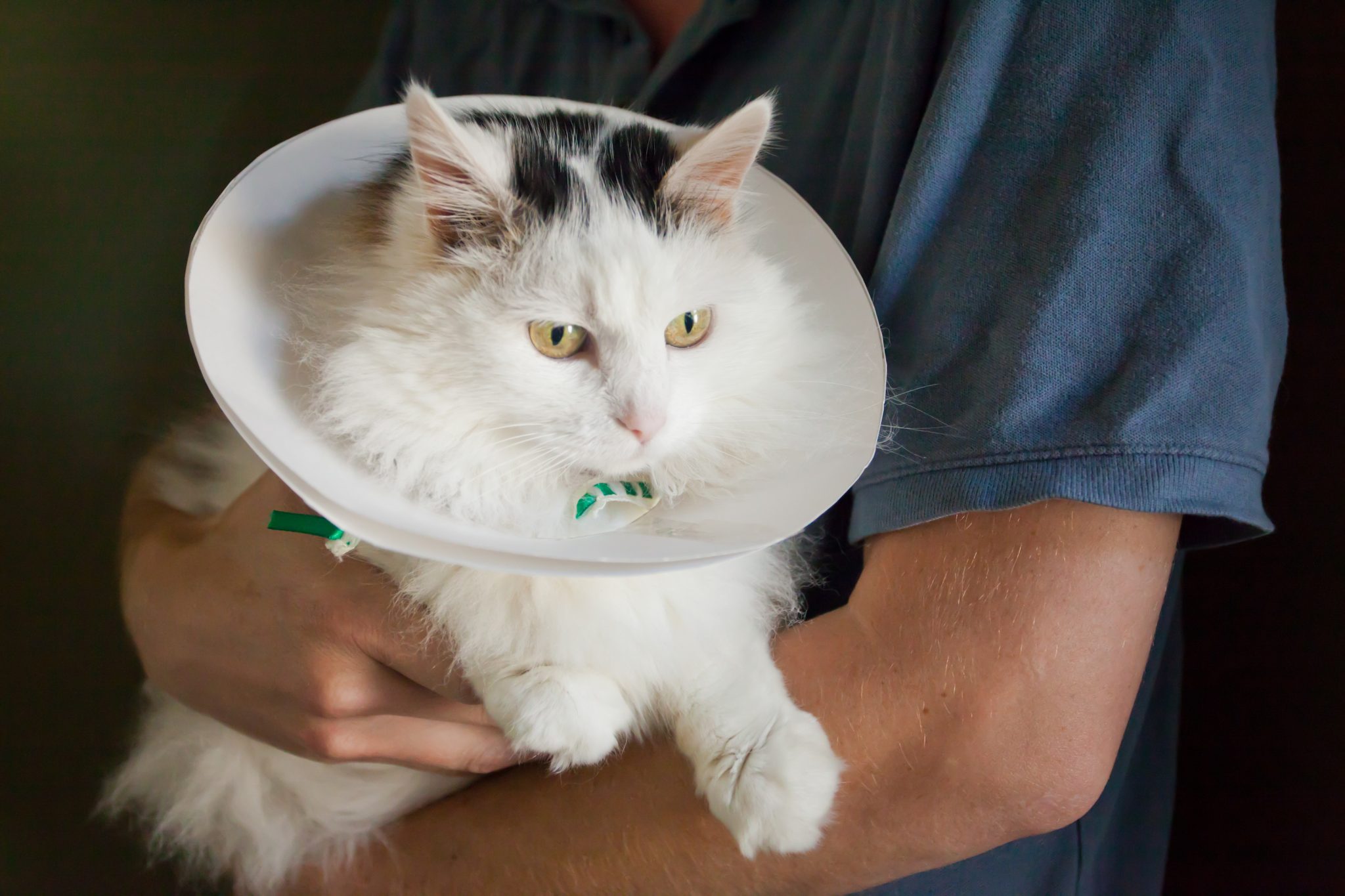 DIY Soft Fabric Elizabethan Collar