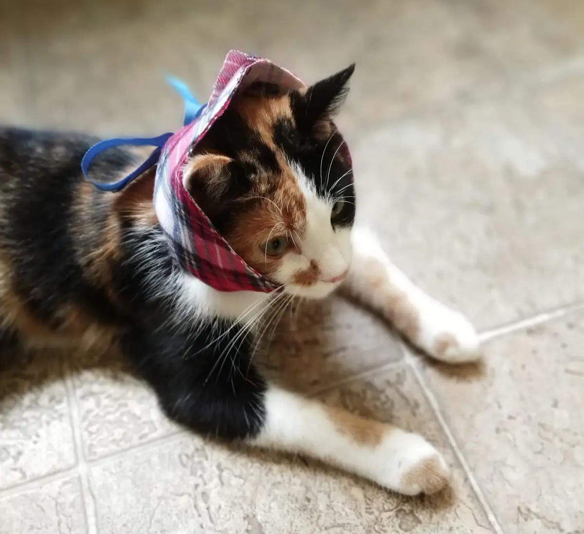DIY Soft Pet Cone