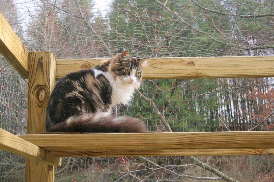 DIY cat catio
