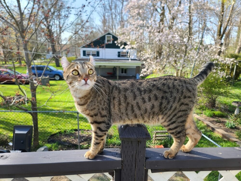 Desert Lynx Cat: Breed Info, Temperament, Pictures & Traits
