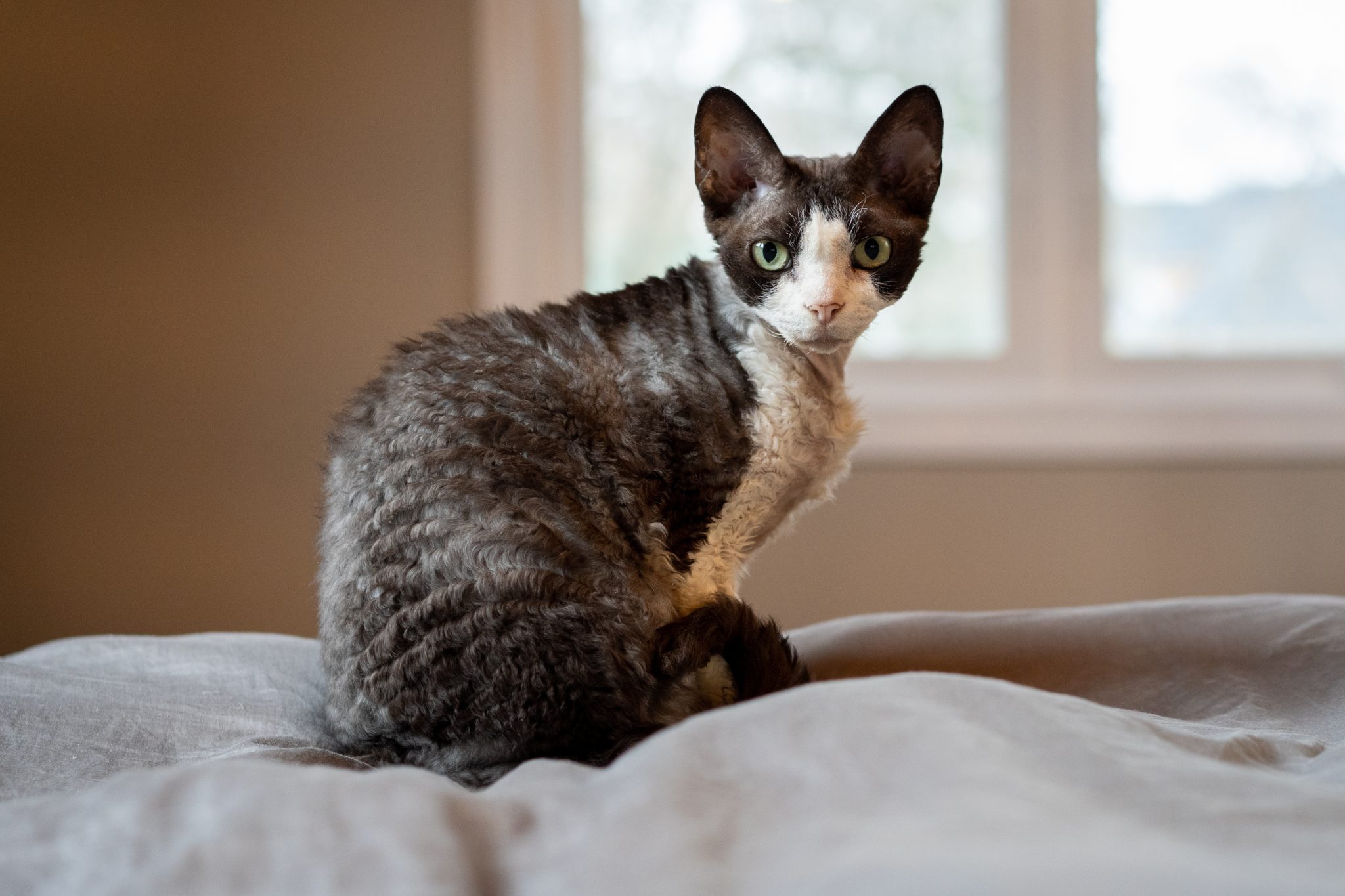 10 Types of Rex Cat Breeds (With Info & Pictures, Vet-Reviewed)