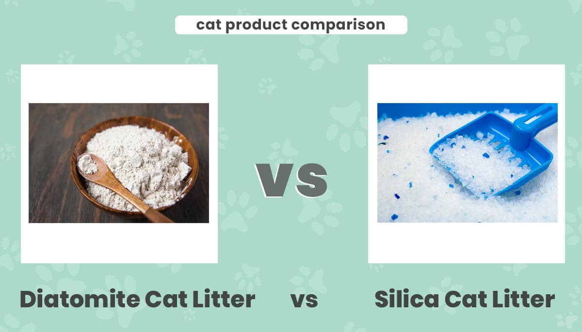 Diatomite vs Silica Cat Litter: Vet-Reviewed Differences Explained