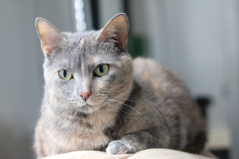 Dilute Tortie: Cat Guide & 6 Interesting Facts (With Pictures)