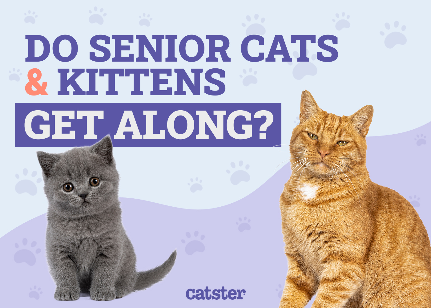 Do Senior Cats & Kittens Get Along? Vet-Approved Introduction Guide & Tips
