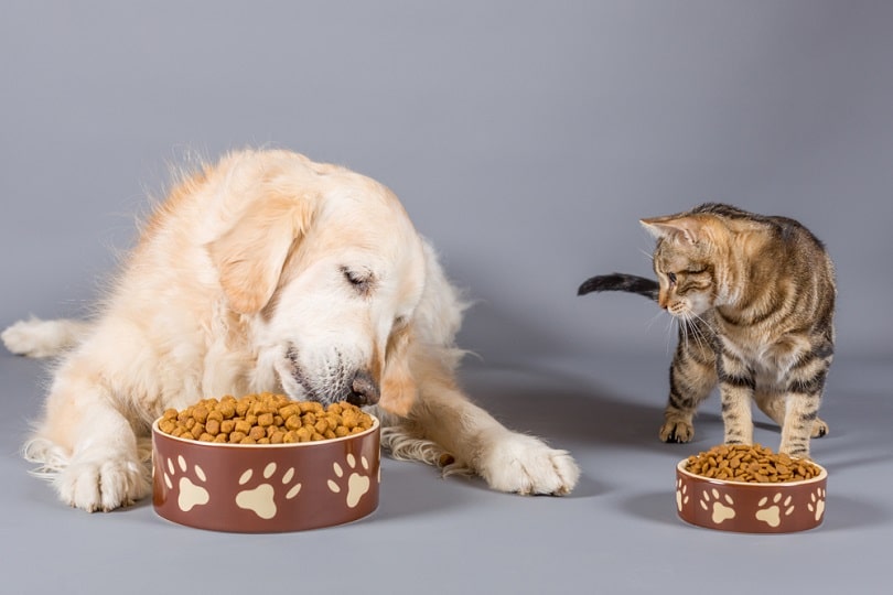 How to Stop Cats From Eating Dog Food: Tips & Tricks
