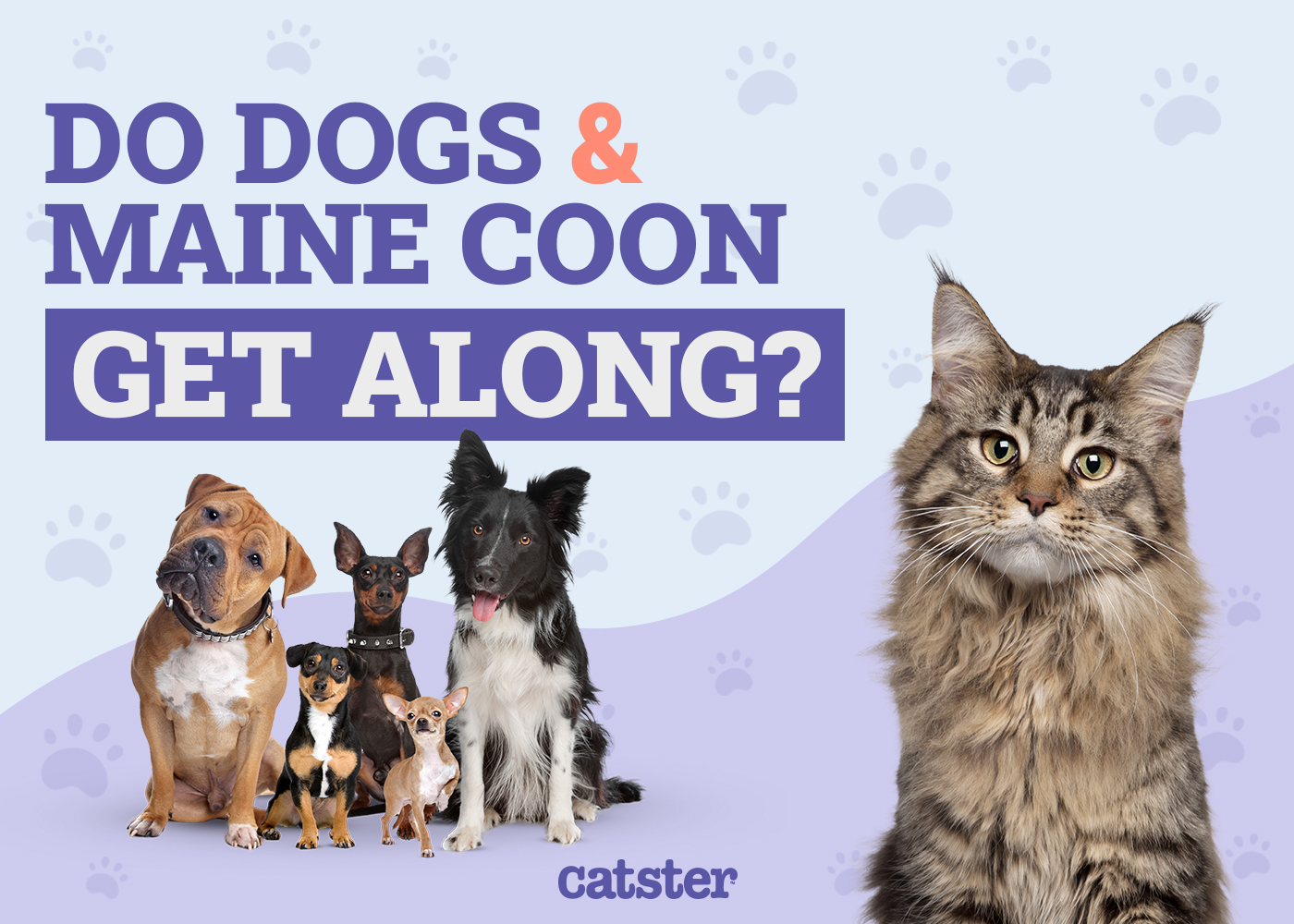 Do Maine Coons Get Along With Dogs? Our Vet Explains Cat Dog Socialization