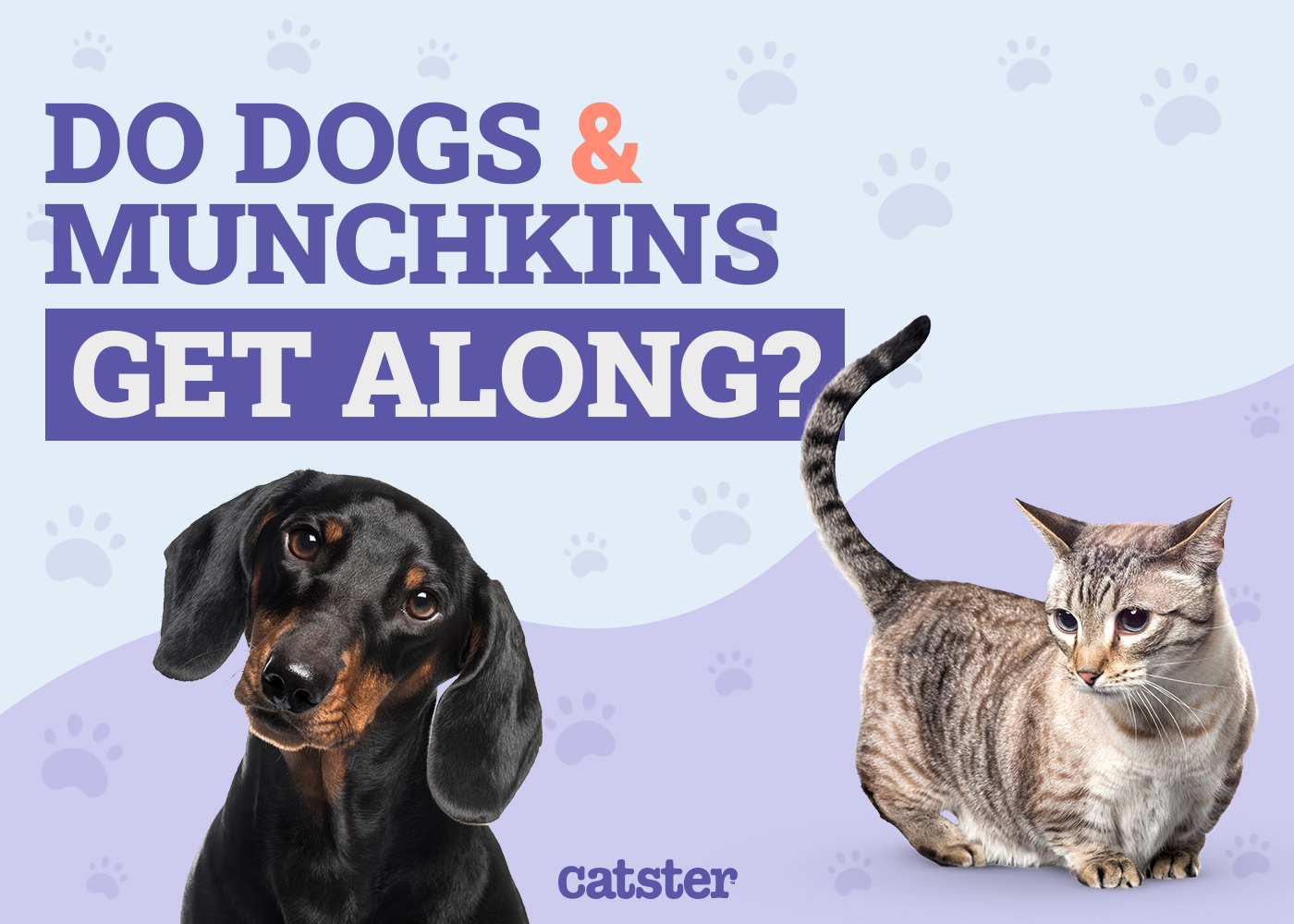 Do Munchkin Cats Get Along With Dogs? Vet-Reviewed Answer & Explanation